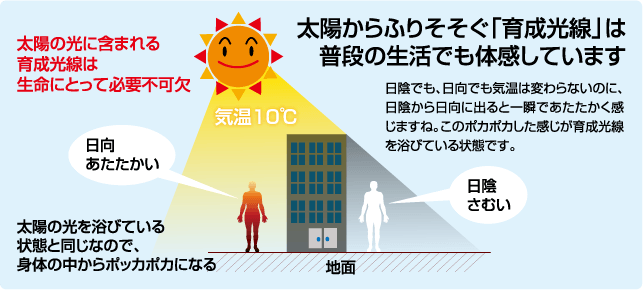太陽から降り注ぐ育成光線は生命にとって必要不可欠です
